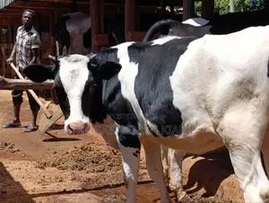 Friesian Bullying Heifer