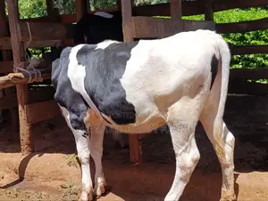 Friesian Bullying Heifer