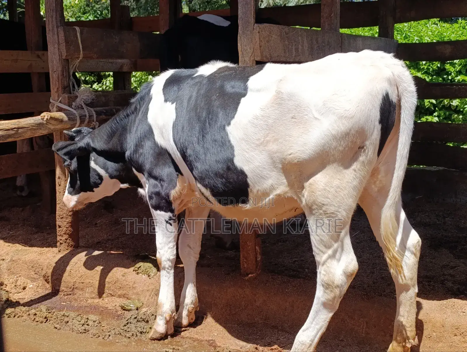 Friesian Bullying Heifer