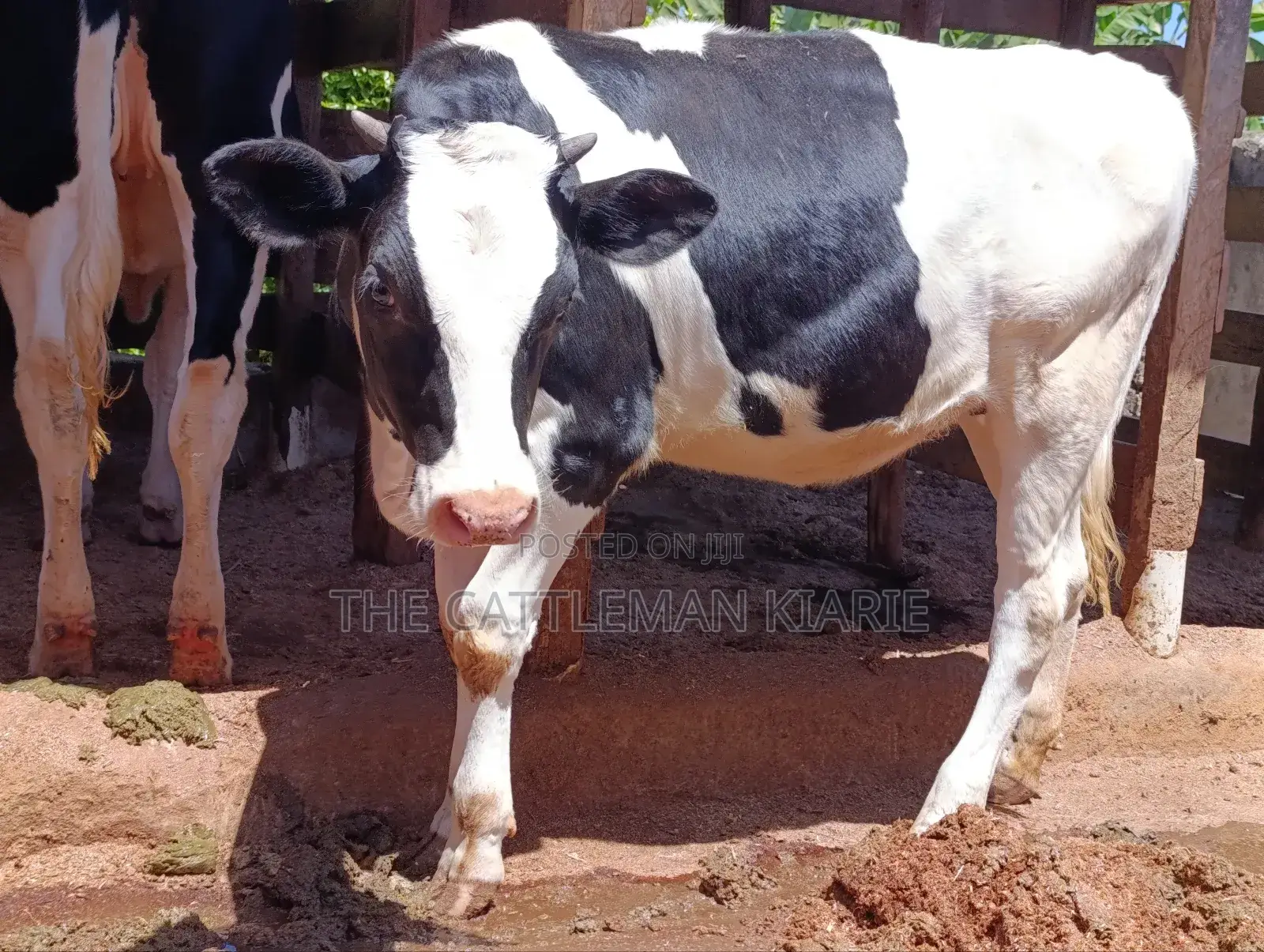 Friesian Bullying Heifer