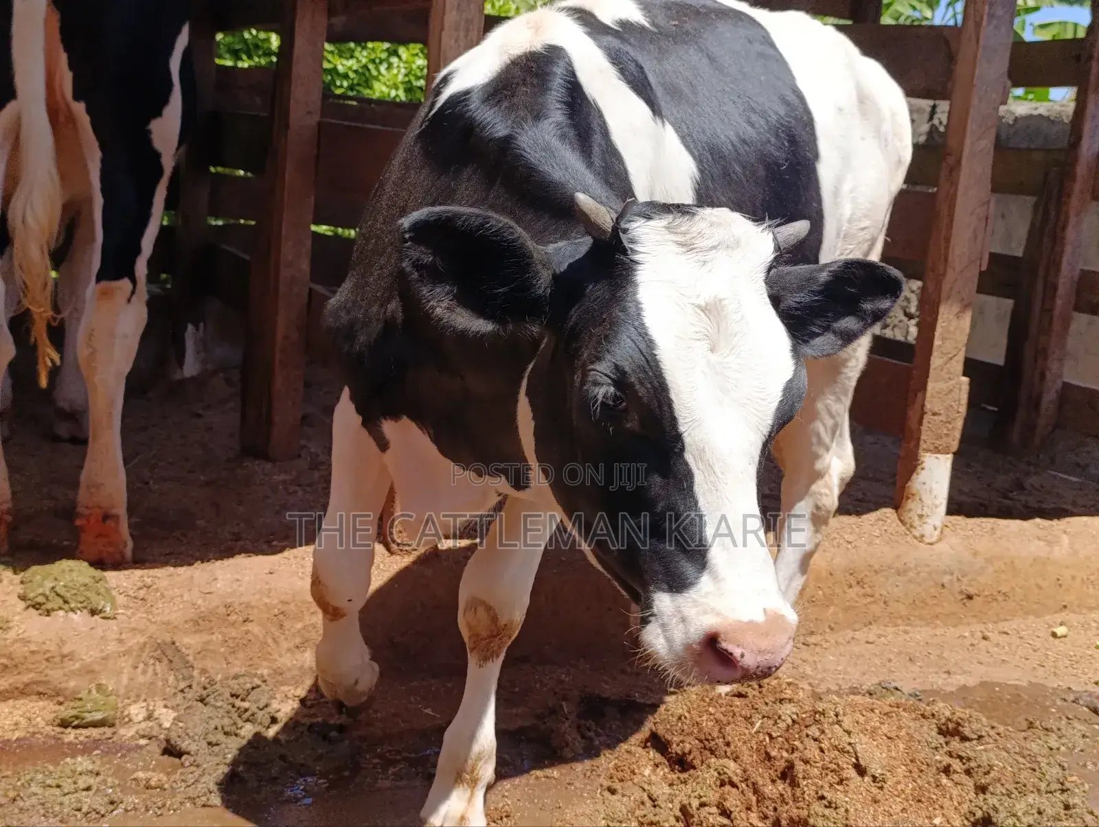 Friesian Bullying Heifer