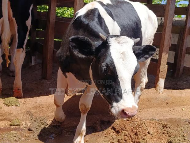 Friesian Bullying Heifer - thumbnail 10