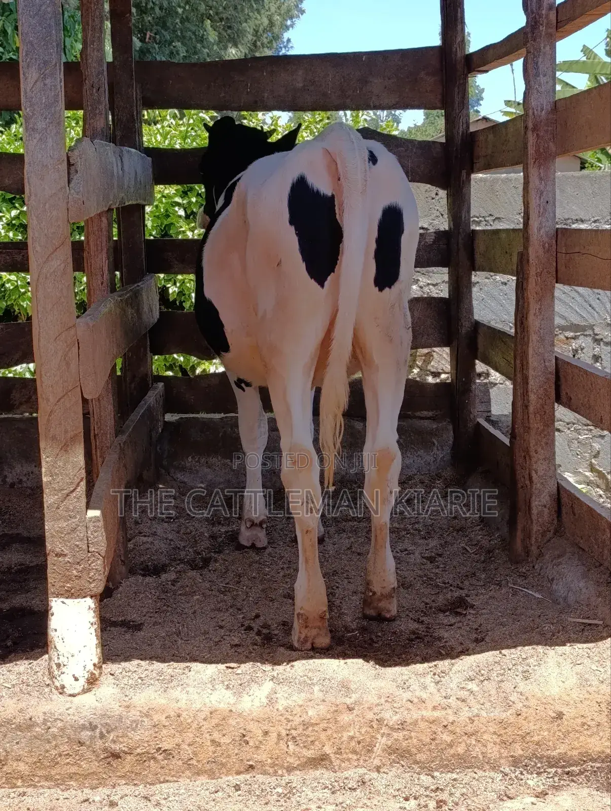 Friesian Bullying Heifer