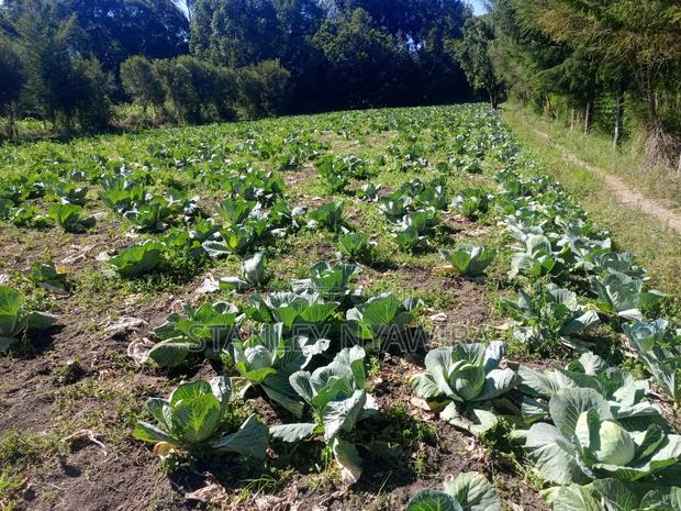 4.5 Acrea Nanyuki Fronting River - thumbnail 5