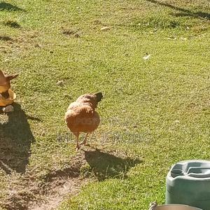 Farm Animals - main view