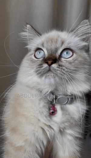 6-12 months Female Purebred Persian - main view