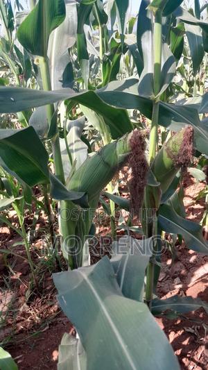 Green Maize