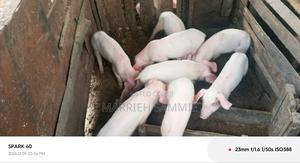 Pigs and Piglets for Sale