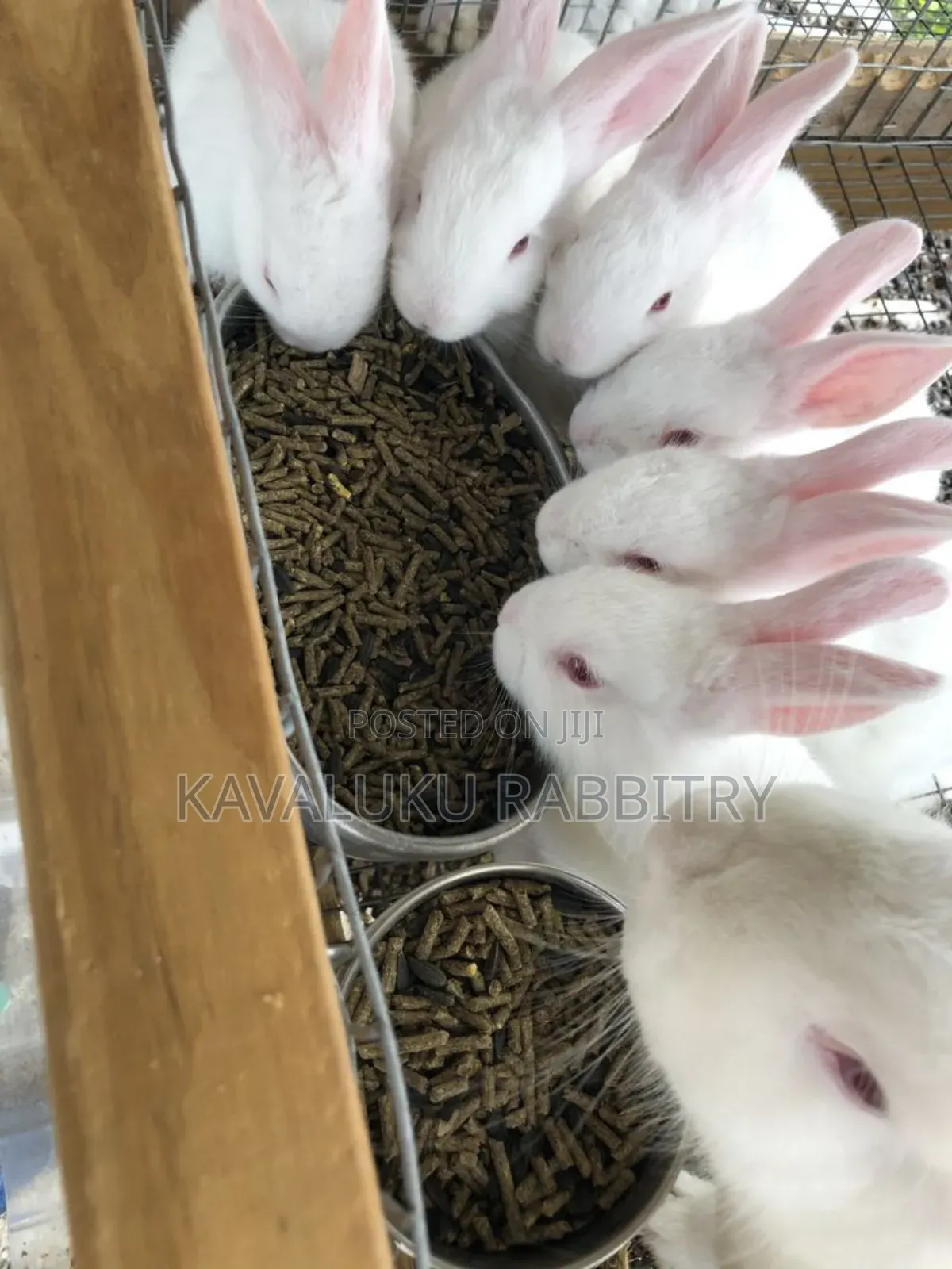 New Zealand White, California White ( Pure Breed)