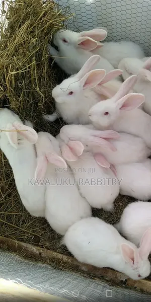 New Zealand White, California White ( Pure Breed)