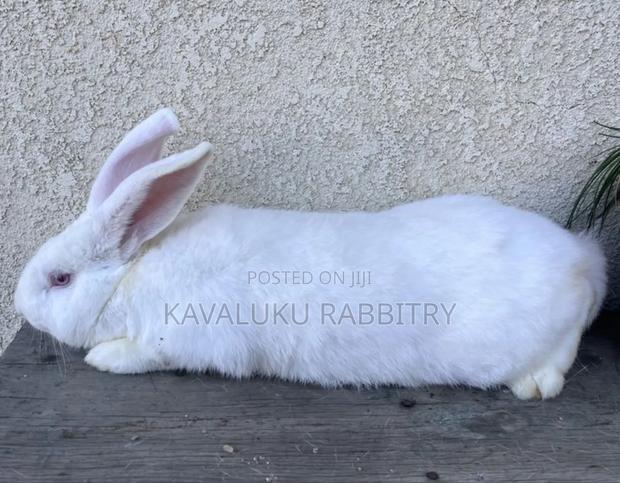 Meat Rabbits ( New Zealand White, California, Havana) Pure Breeds