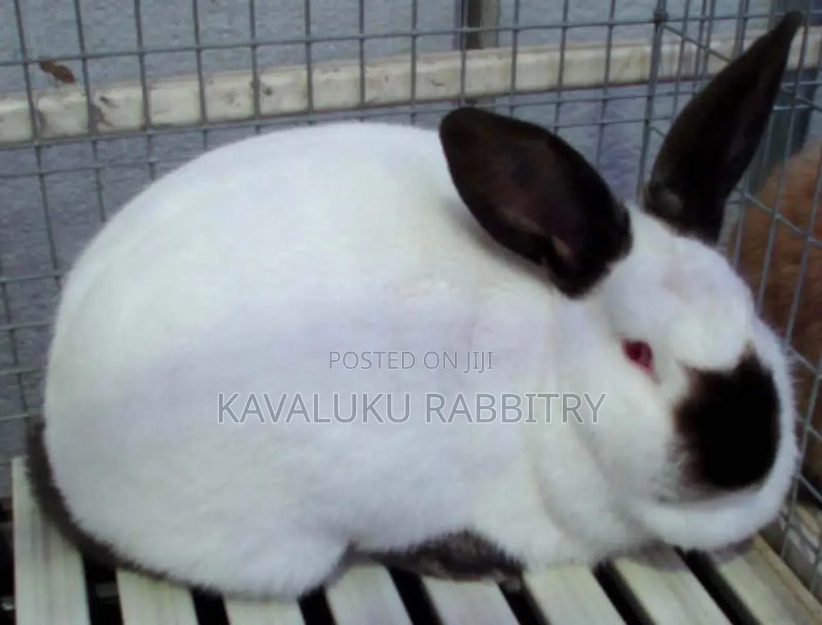 New Zealand White, California White ( Pure Breed)