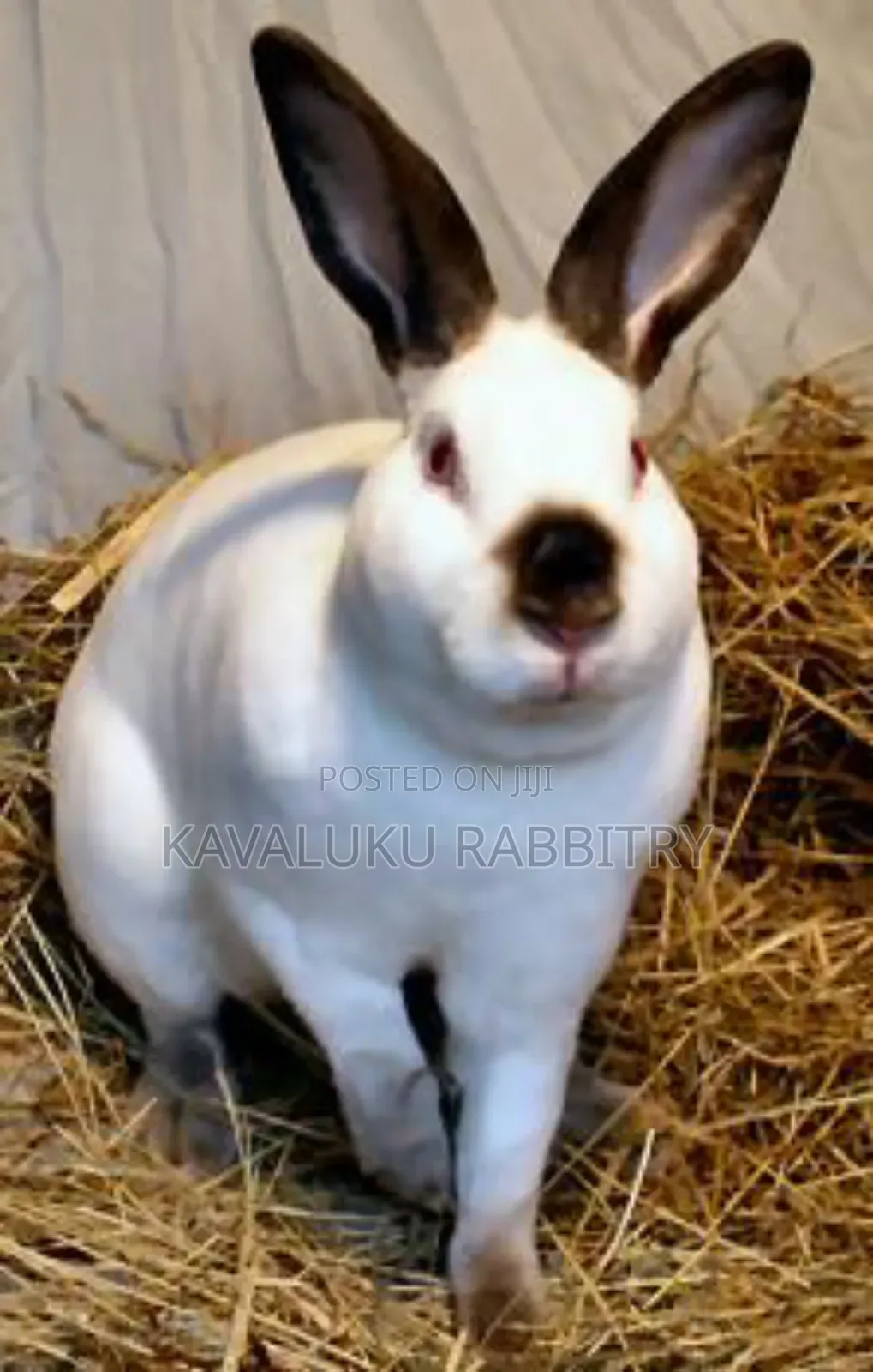 New Zealand White, California White ( Pure Breed)