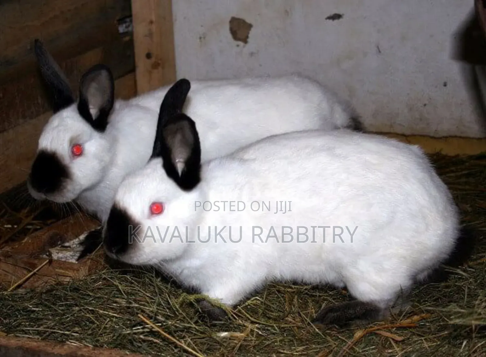 New Zealand White, California White ( Pure Breed)