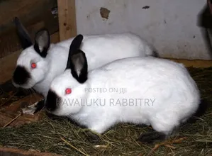 New Zealand White, California White ( Pure Breed)