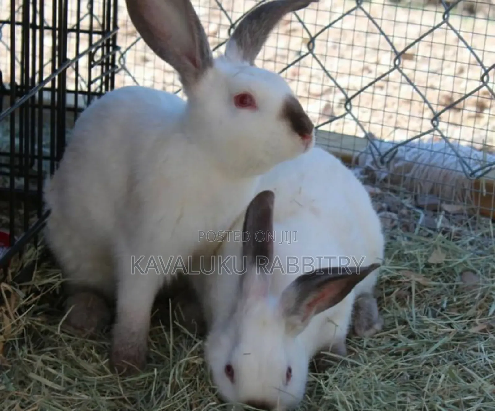 New Zealand White, California White ( Pure Breed)