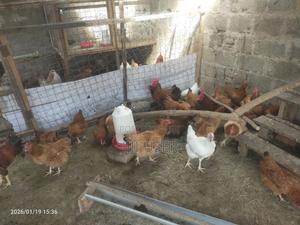 Chicken Manure - main view