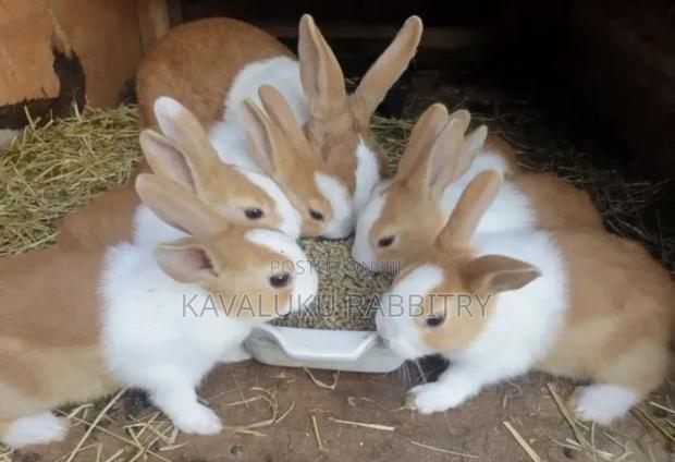Breeder Rabbits; Palomino Dutch (Pure Breeds)
