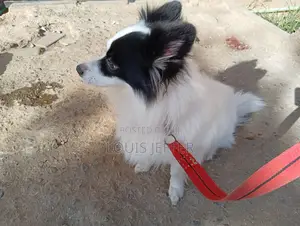 1+ year Male Purebred Japanese Spitz