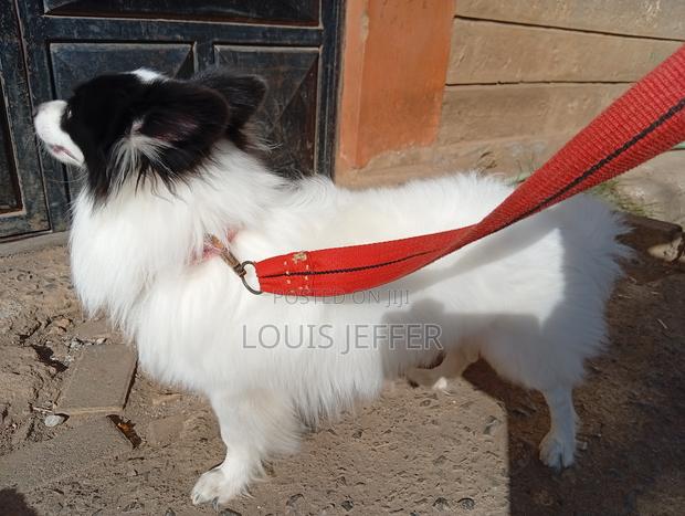 1+ year Male Purebred Japanese Spitz - thumbnail 3