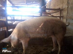 Farming and Agriculture - main view