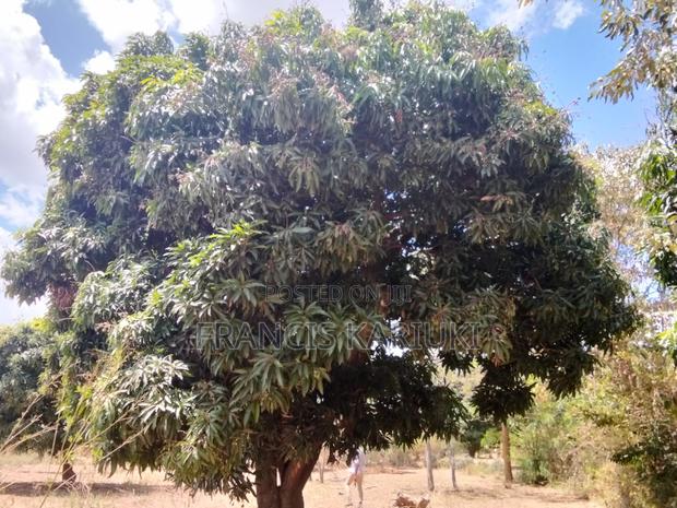 Land for Sale - thumbnail 5