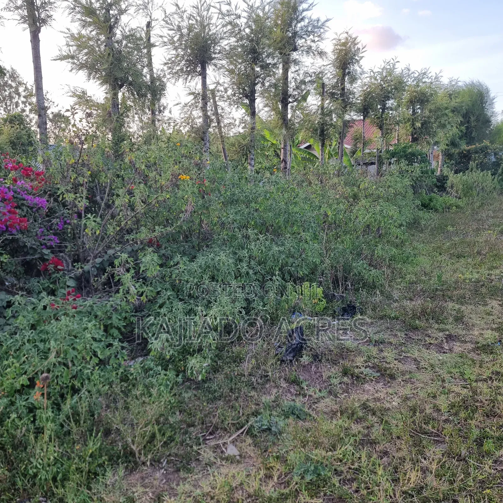 Priced to Go 1/4 at 5m Memusi ,Matasia
