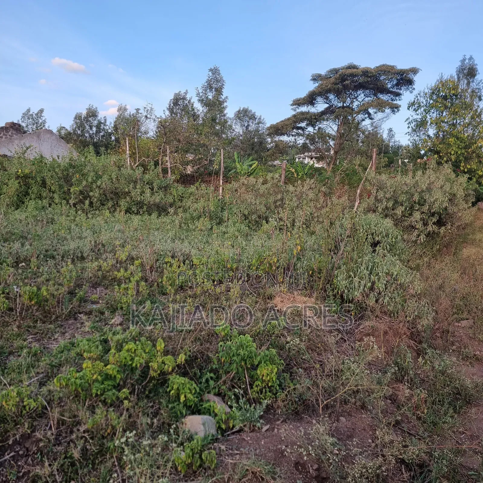 Priced to Go 1/4 at 5m Memusi ,Matasia