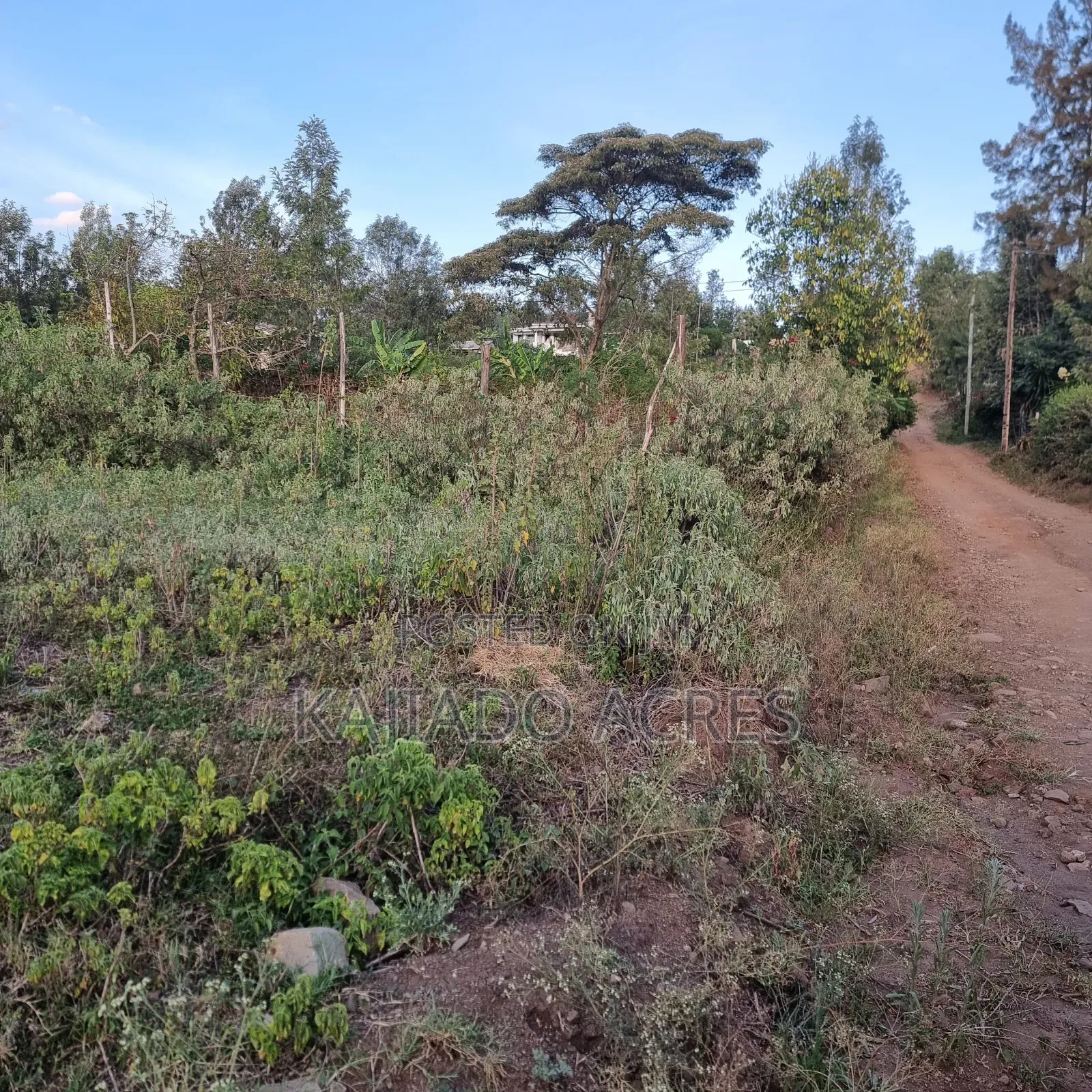 Priced to Go 1/4 at 5m Memusi ,Matasia