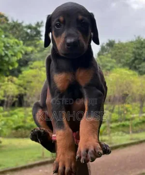 3-6 months Male Purebred Doberman Pinscher