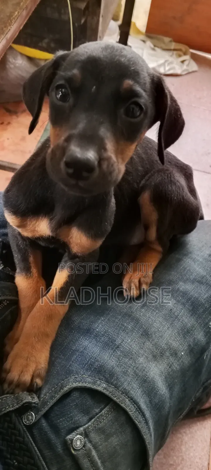 3-6 months Male Purebred Doberman Pinscher