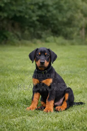 3-6 months Male Purebred Doberman Pinscher