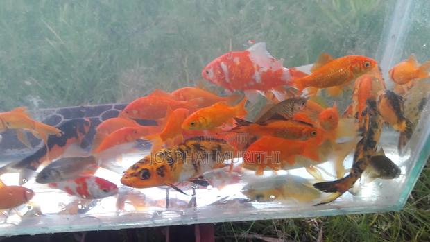 Gold Fish for Sale