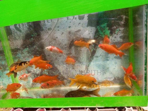 Gold Fish for Sale - thumbnail 2