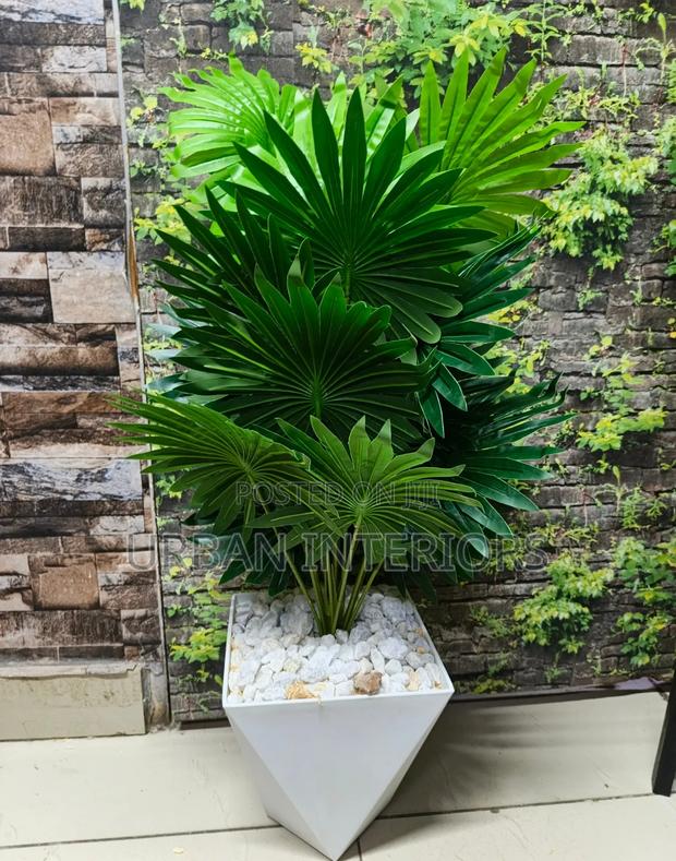 Green Palm Plant Green Palm Plant
