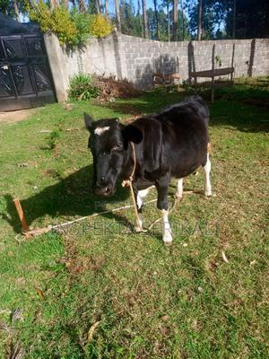 Heifer Calf - main view
