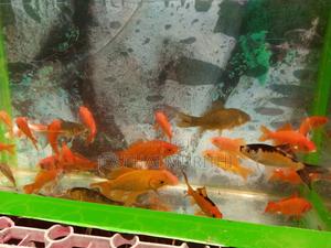 All Types of Gold Fish - main view