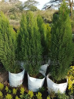 Plant Seedlings - thumbnail 2