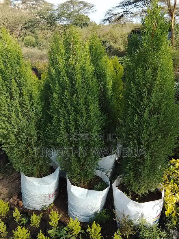 Plant Seedlings - main view