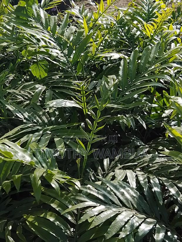 Plant Seedlings - thumbnail 3