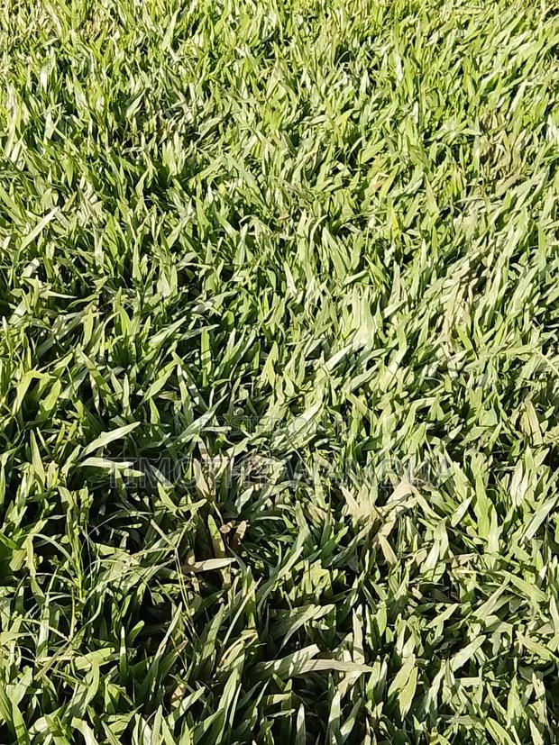 Plant Seedlings - thumbnail 4