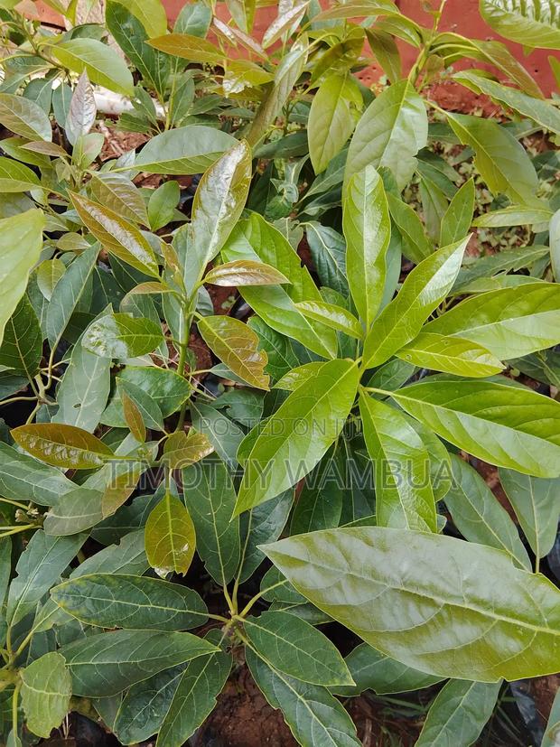 Plant Seedlings - thumbnail 5