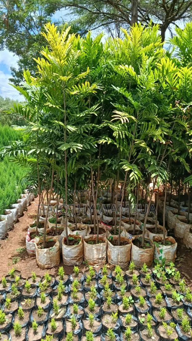 Plant Seedlings - thumbnail 6