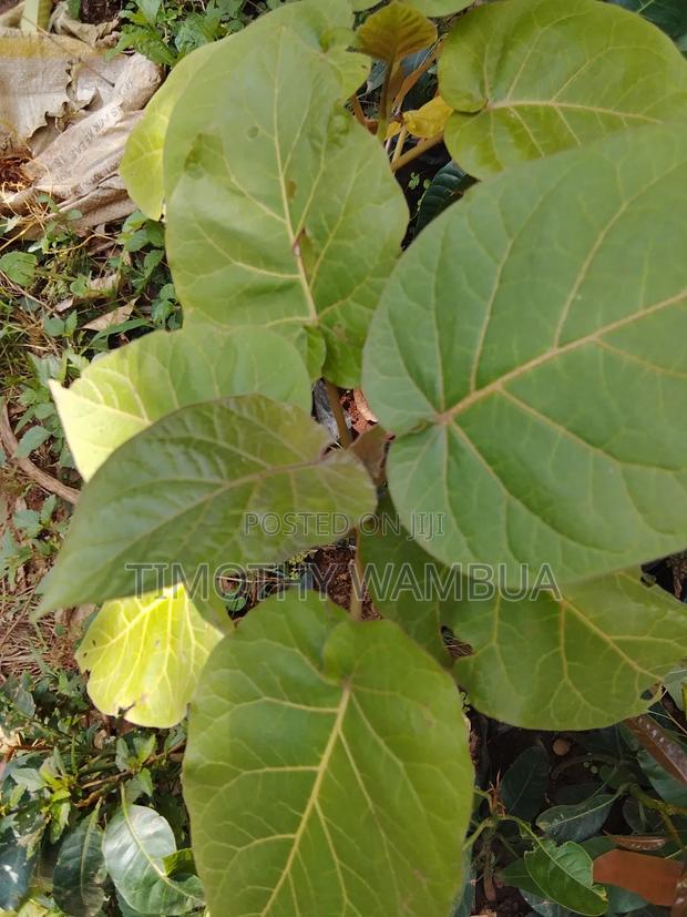 Plant Seedlings - thumbnail 7