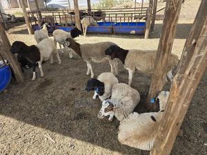 Mbuzi for Sale - thumbnail 2