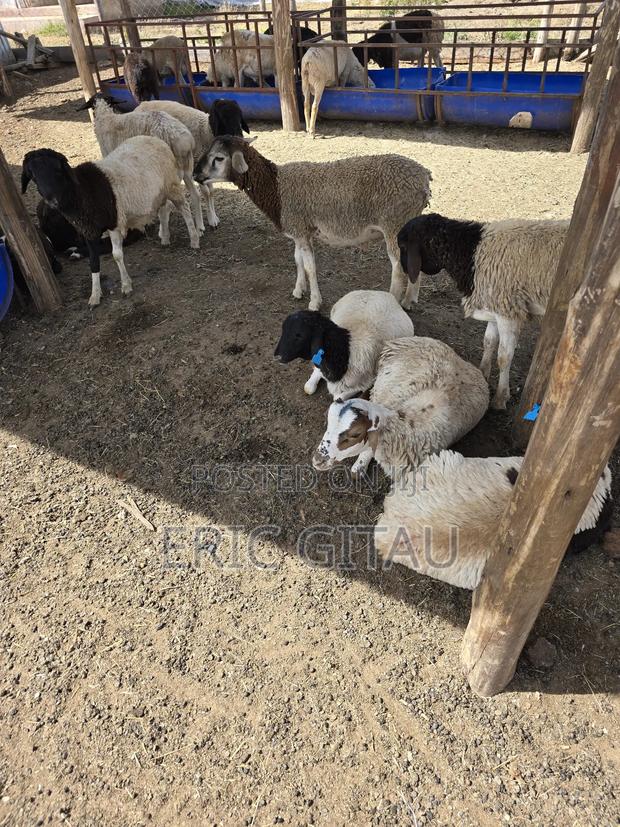 Mbuzi for Sale - thumbnail 3