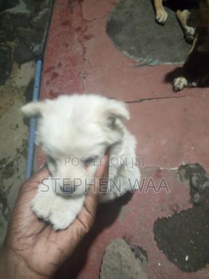 0-1 month Female Purebred Japanese Spitz - thumbnail 2