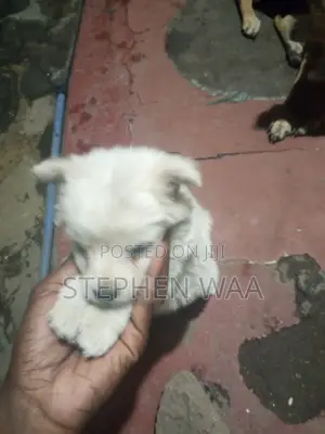 0-1 month Female Purebred Japanese Spitz