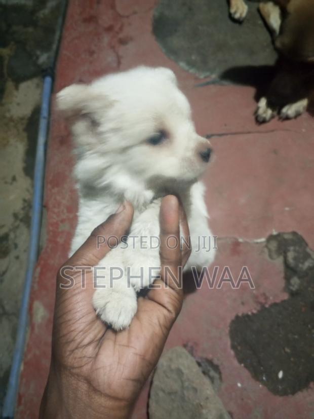 0-1 month Female Purebred Japanese Spitz - thumbnail 3