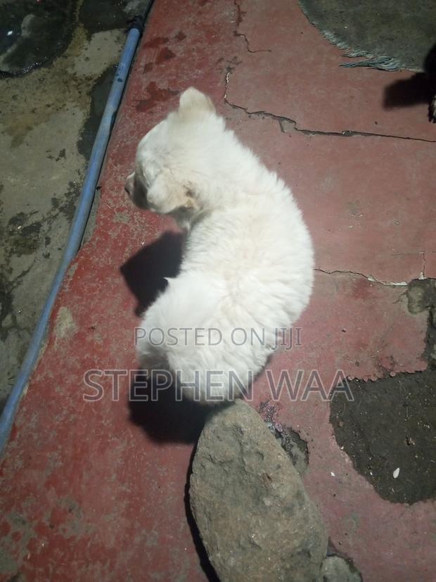 0-1 month Female Purebred Japanese Spitz - thumbnail 4